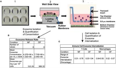 Computational Simulation of Exosome Transport in Tumor Microenvironment